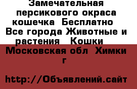 Замечательная персикового окраса кошечка. Бесплатно - Все города Животные и растения » Кошки   . Московская обл.,Химки г.